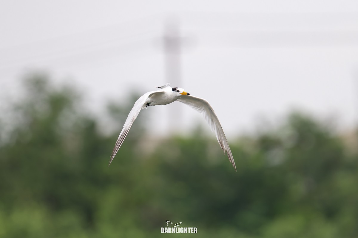 Chinese Crested Tern - ML640411033