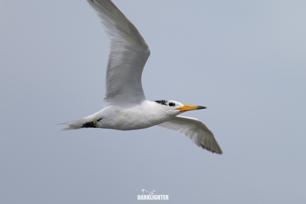 Chinese Crested Tern - ML640411034