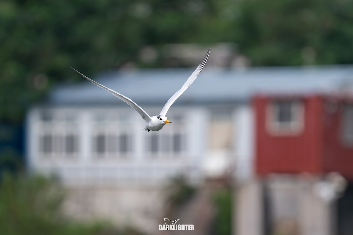 Chinese Crested Tern - ML640411035