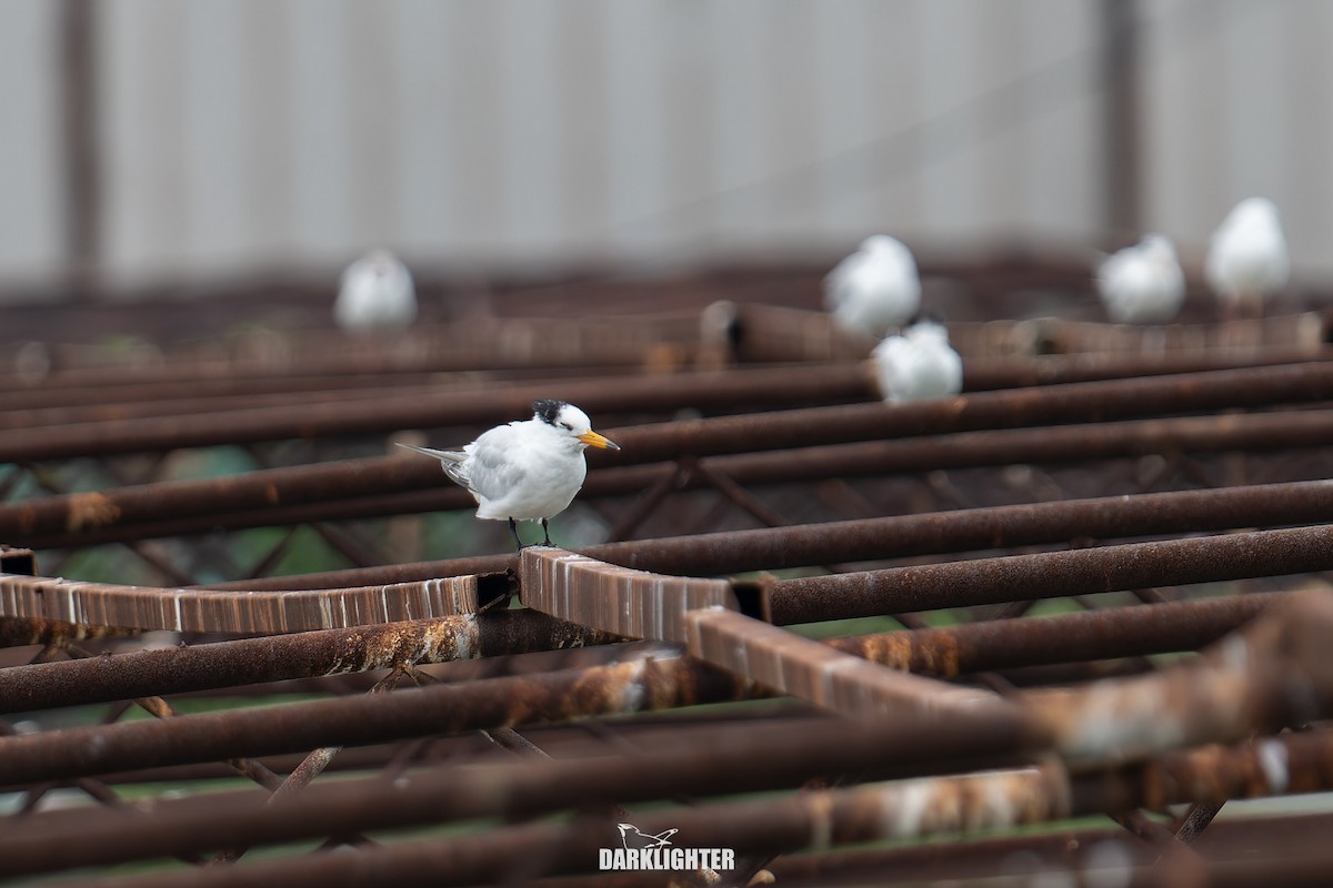 Chinese Crested Tern - ML640411059