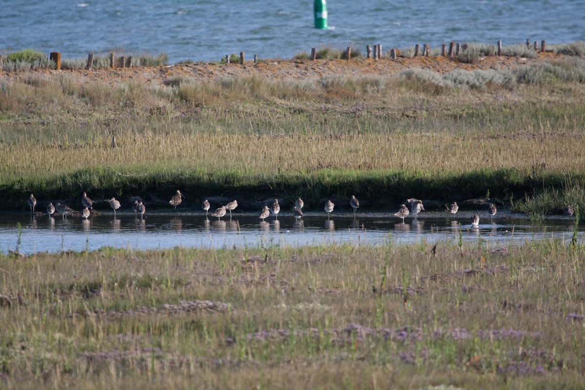 大杓鷸 - ML640411063