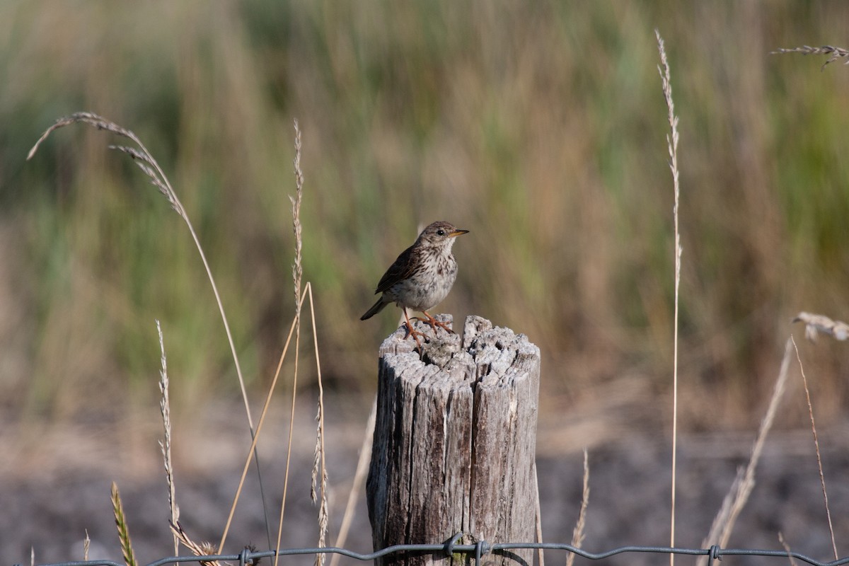 草地鷚 - ML640411076