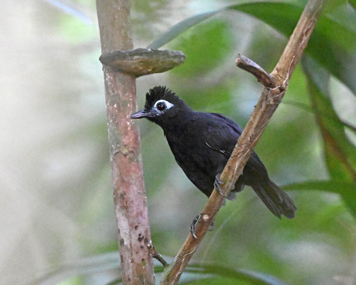 Sooty Antbird - ML640411082
