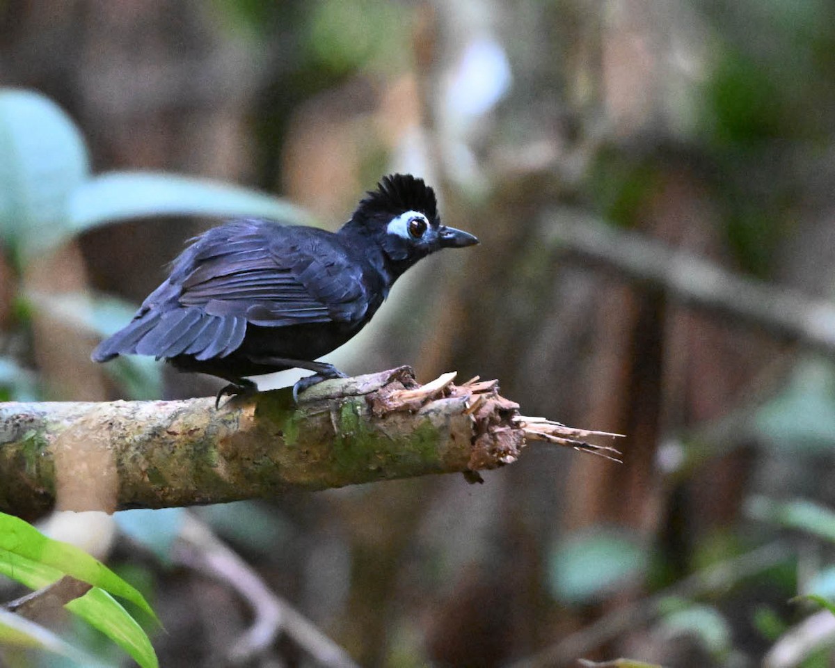 Sooty Antbird - ML640411083