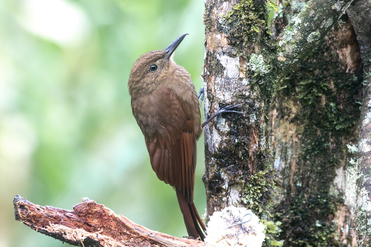 Tyrannine Woodcreeper - ML640411095