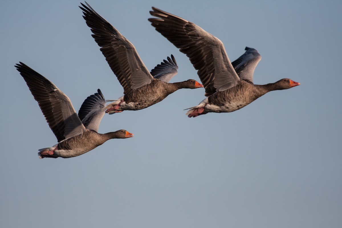 灰雁 - ML640411122