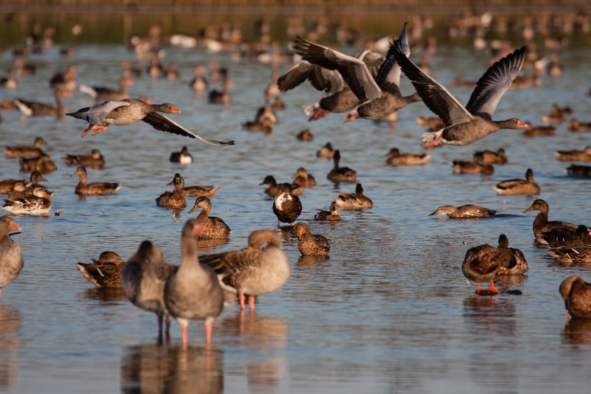 灰雁 - ML640411123