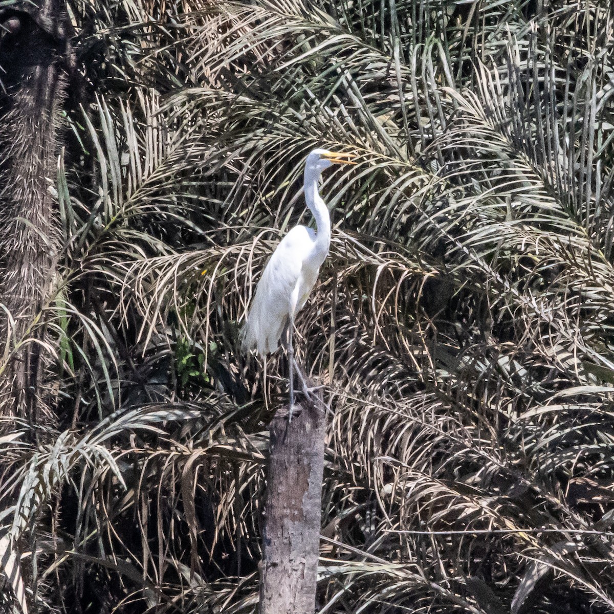 Great Egret - ML640411124