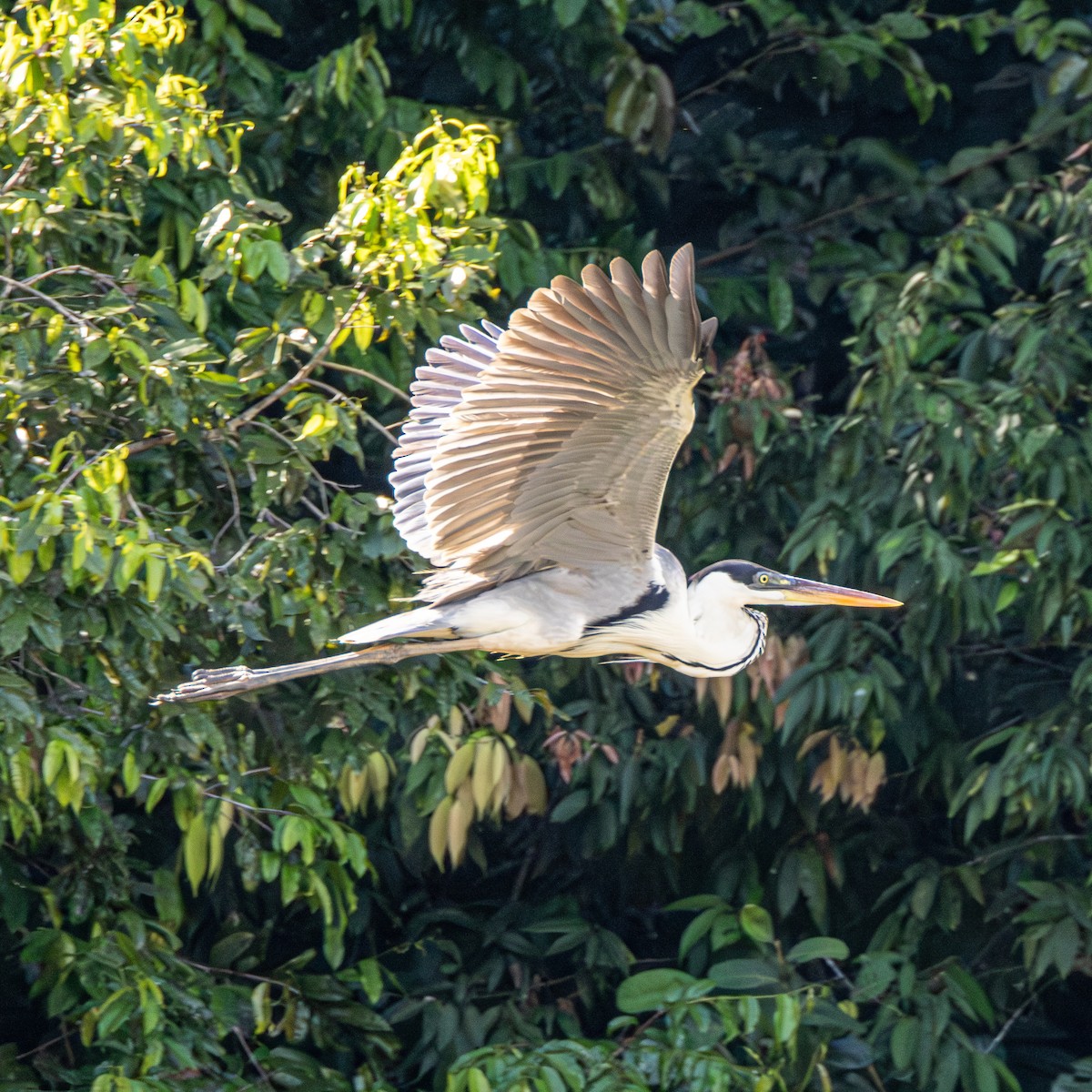 Cocoi Heron - ML640411147