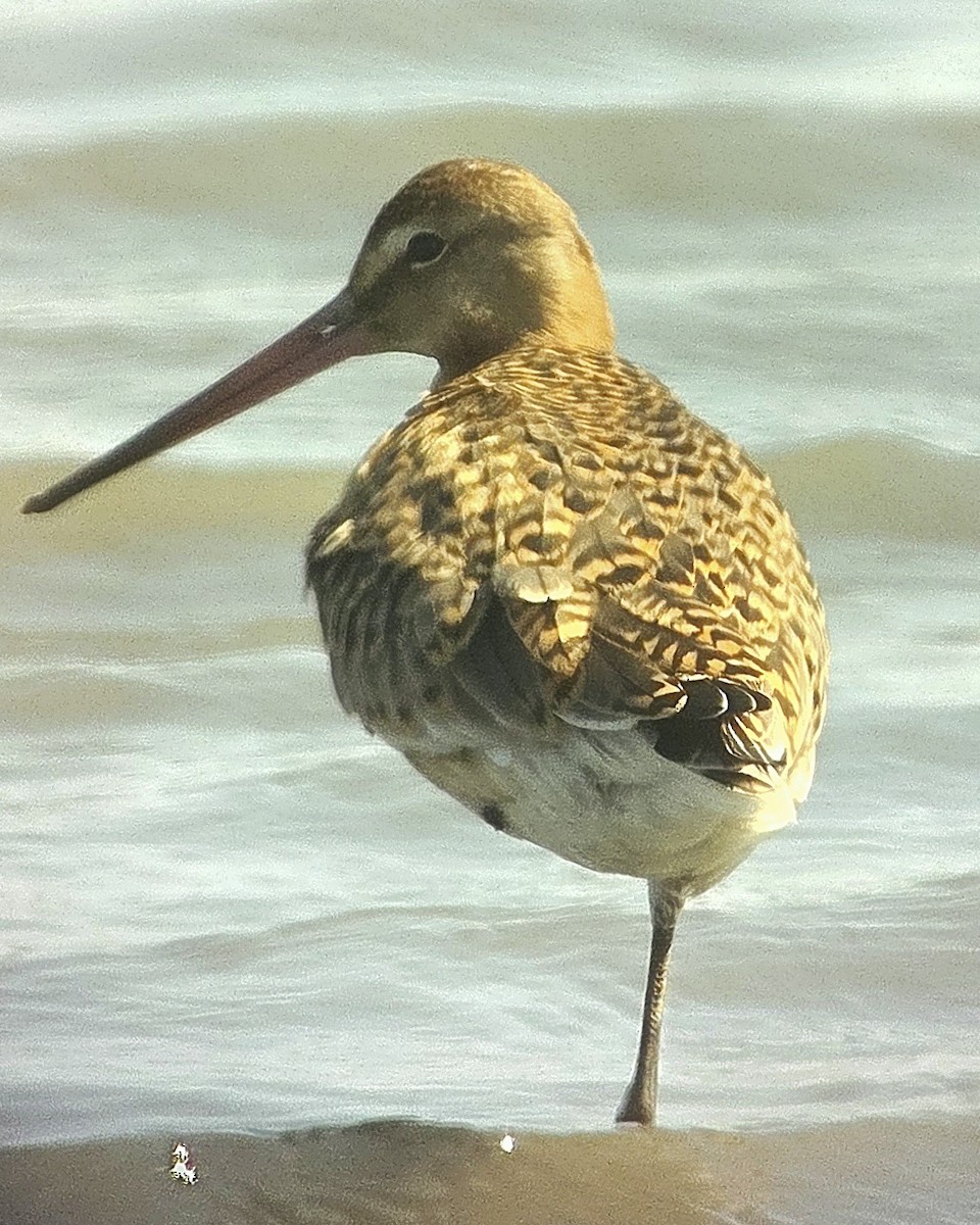 Black-tailed Godwit - ML640411157