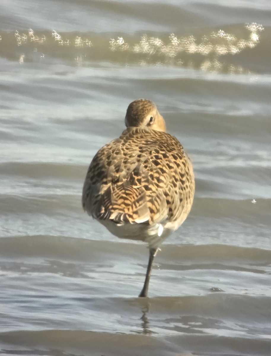 Black-tailed Godwit - ML640411158