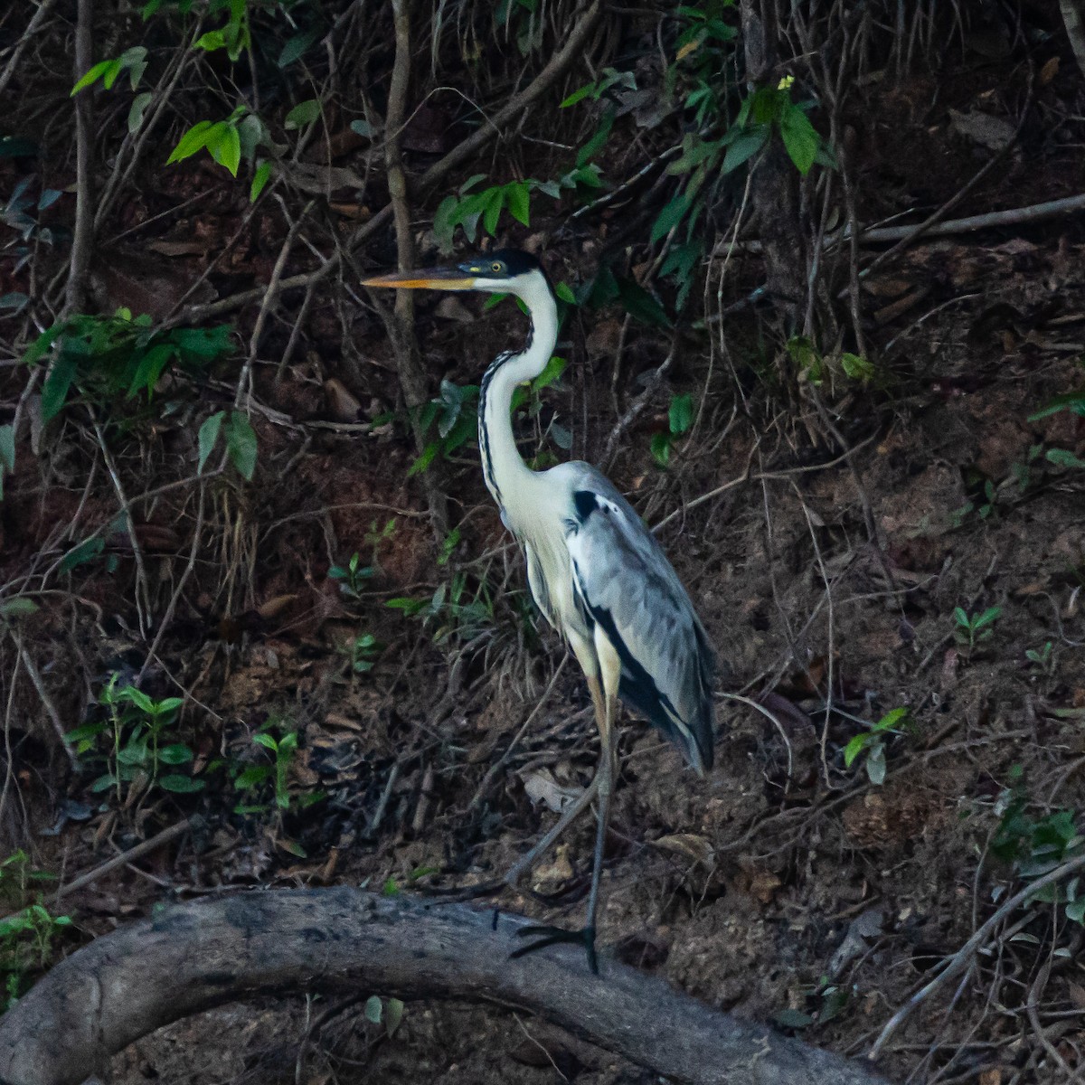 Cocoi Heron - ML640411176