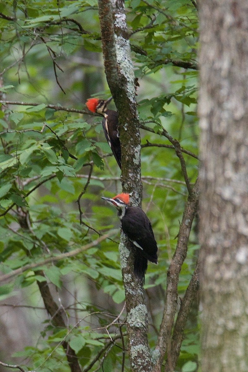 Pileated Woodpecker - ML640411189