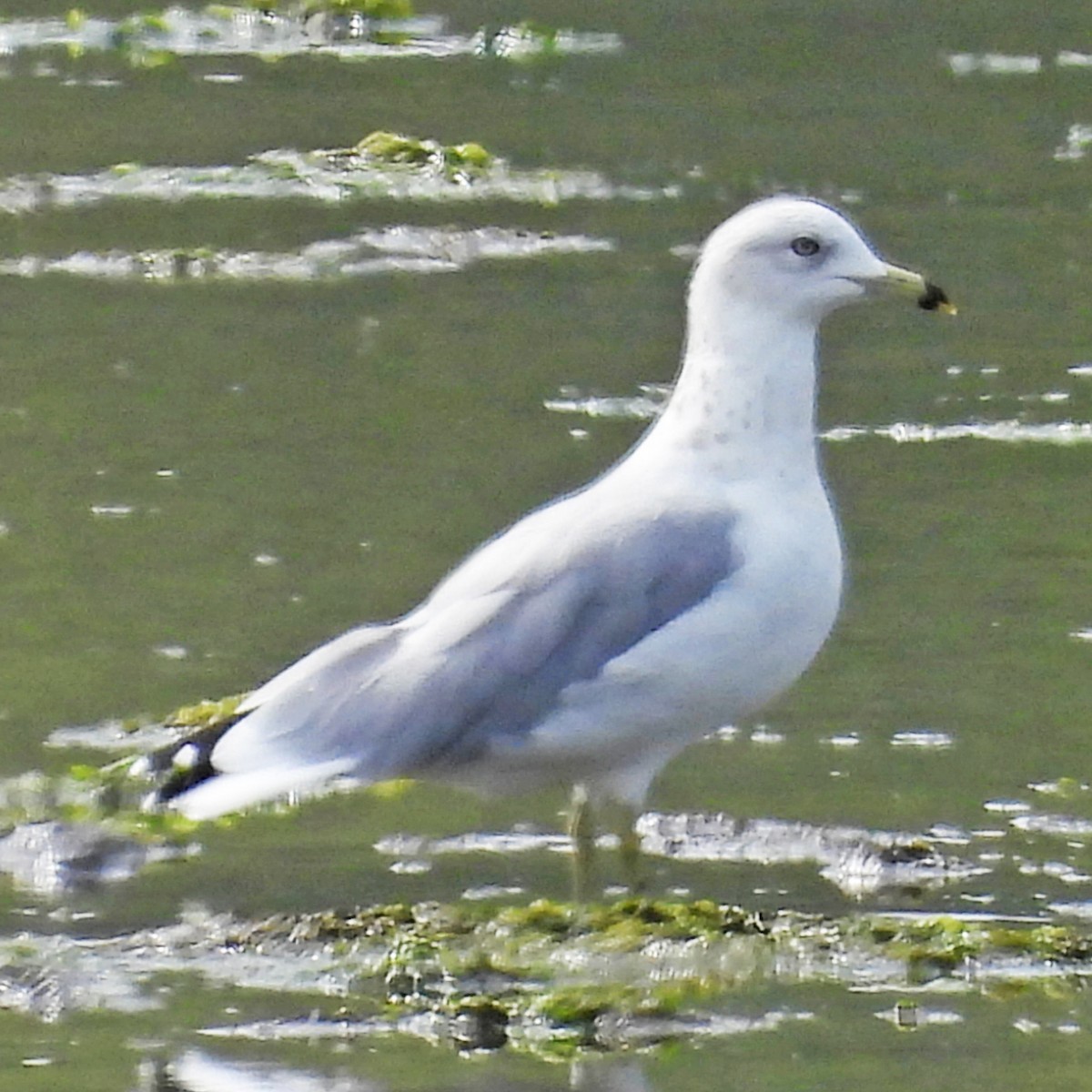 クロワカモメ - ML640411208