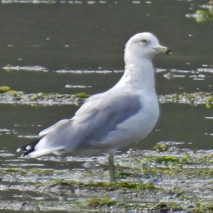 クロワカモメ - ML640411221