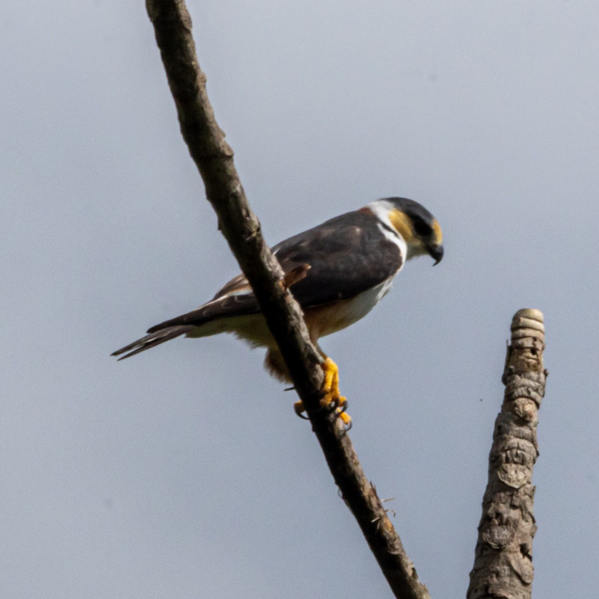 Pearl Kite - ML640411222