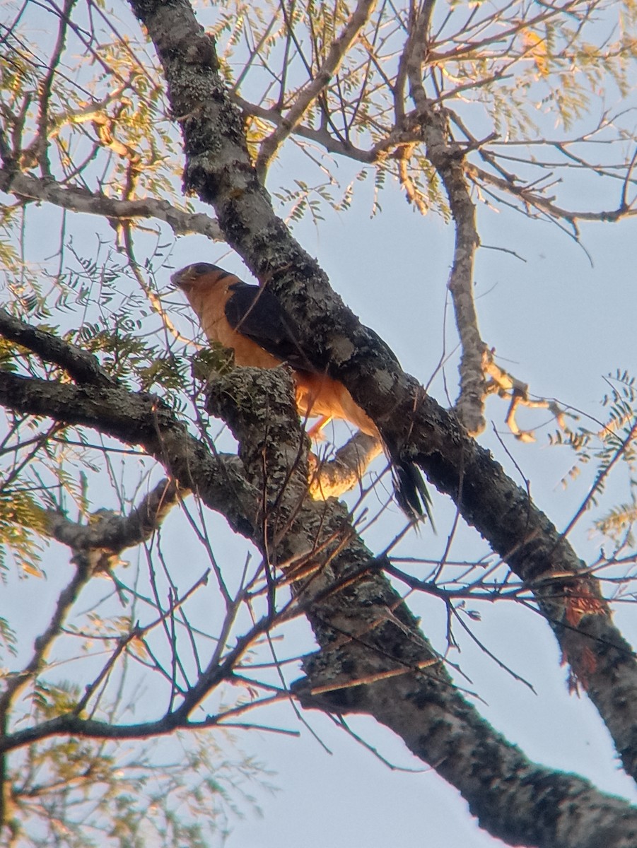 Collared Forest-Falcon - ML640411232