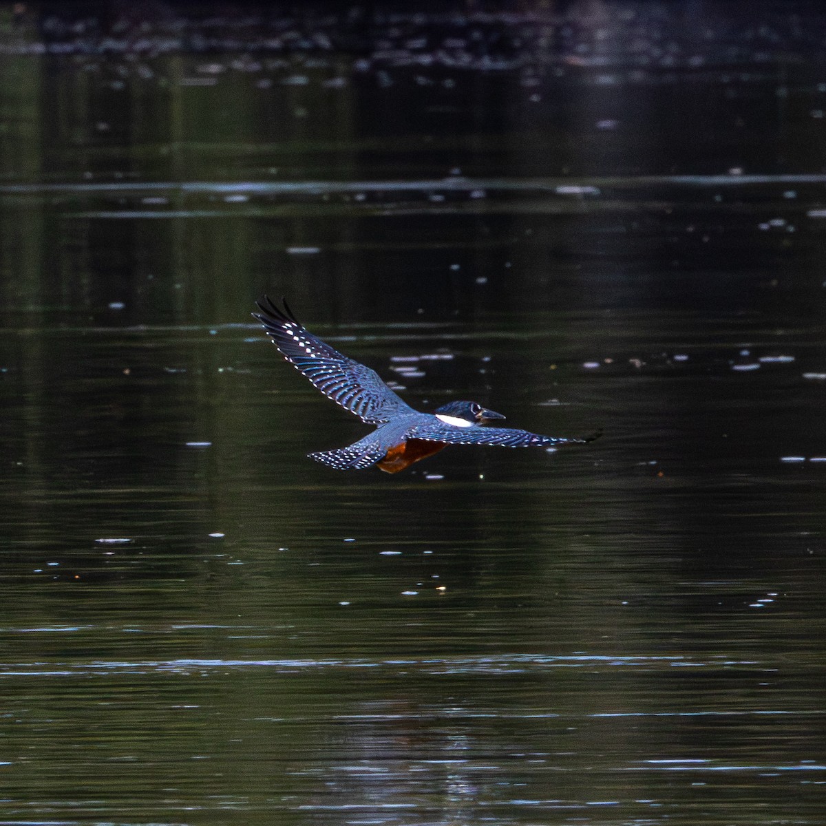 Ringed Kingfisher - ML640411240