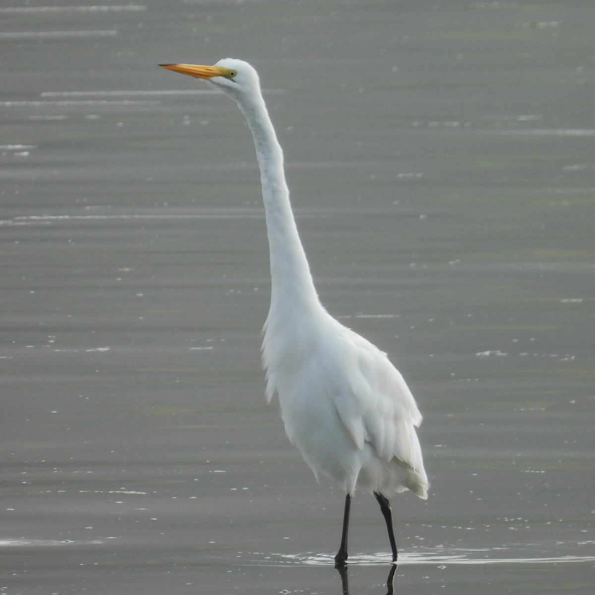 Цасч дэглий - ML640411241