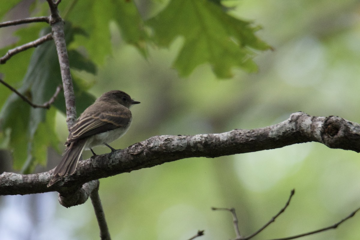 Eastern Phoebe - ML640411248
