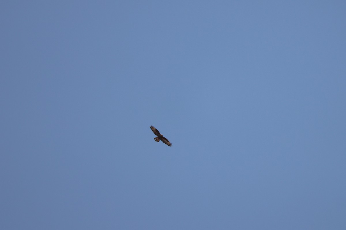 European Honey-buzzard - ML640411255