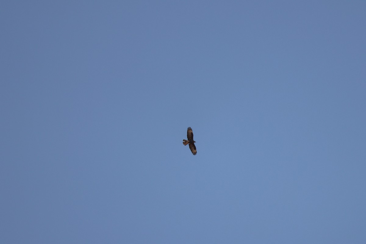European Honey-buzzard - ML640411256