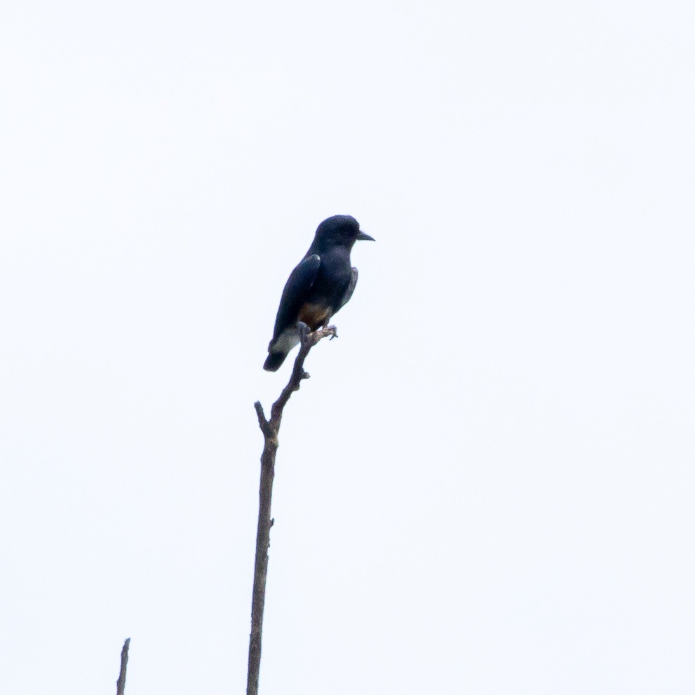 Swallow-winged Puffbird - ML640411273