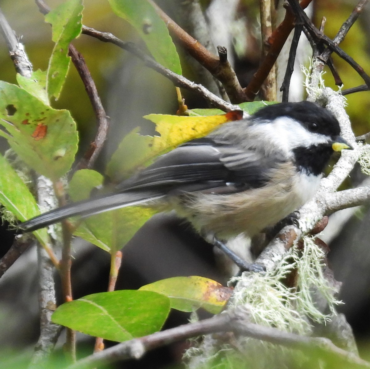 Black-capped Chickadee - ML640411294