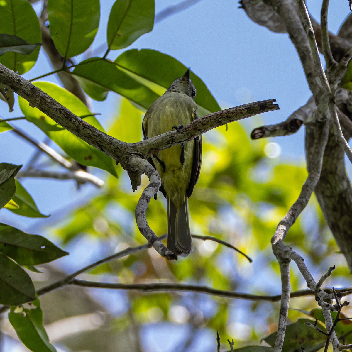 Forest Elaenia - ML640411317