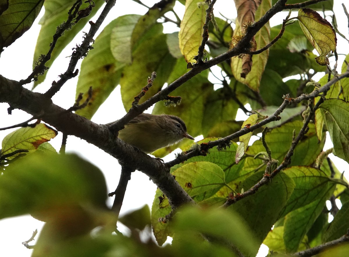 Braunkappenvireo - ML640411350