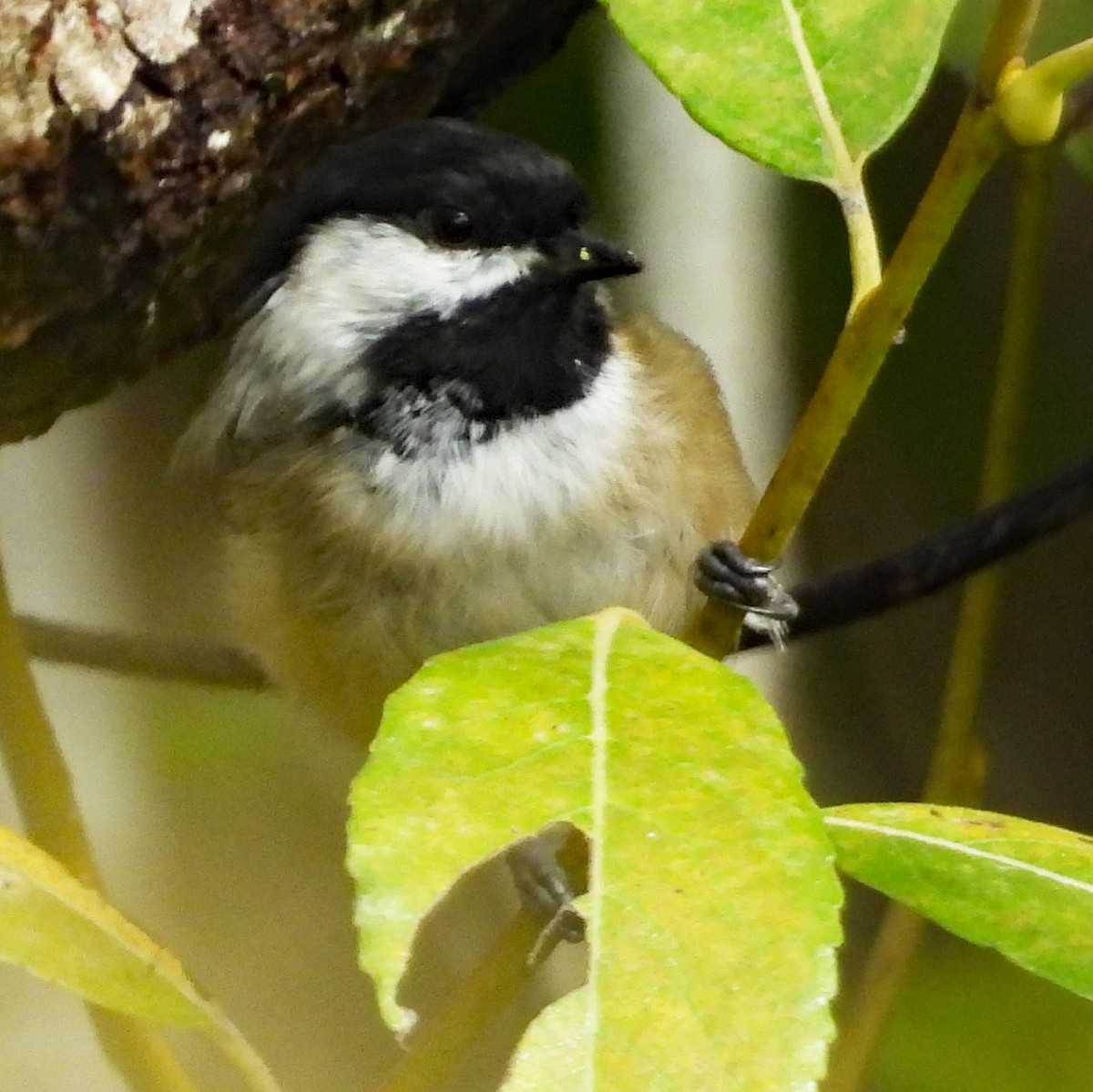 Black-capped Chickadee - ML640411353
