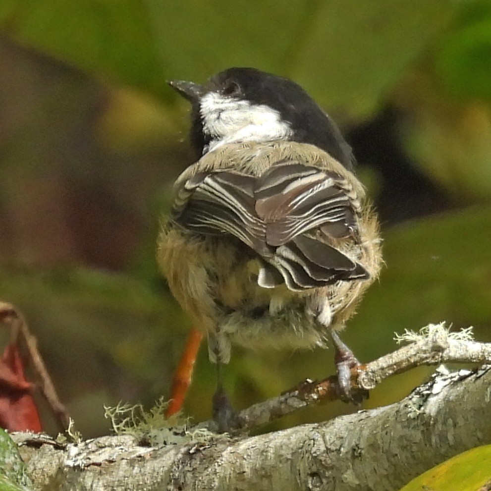 Black-capped Chickadee - ML640411366