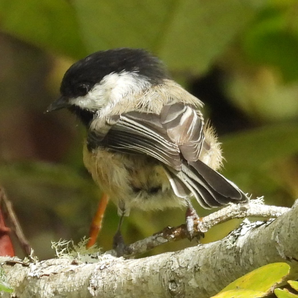 Black-capped Chickadee - ML640411370