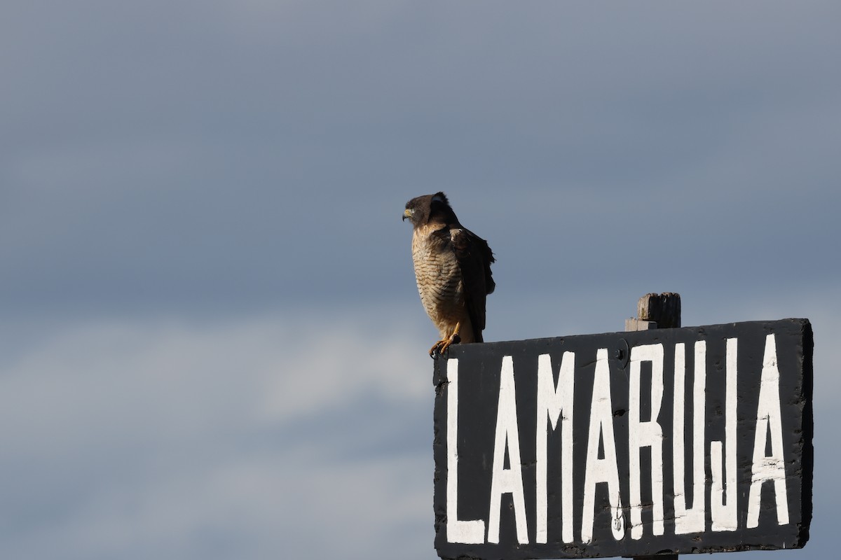 Roadside Hawk - ML640411404