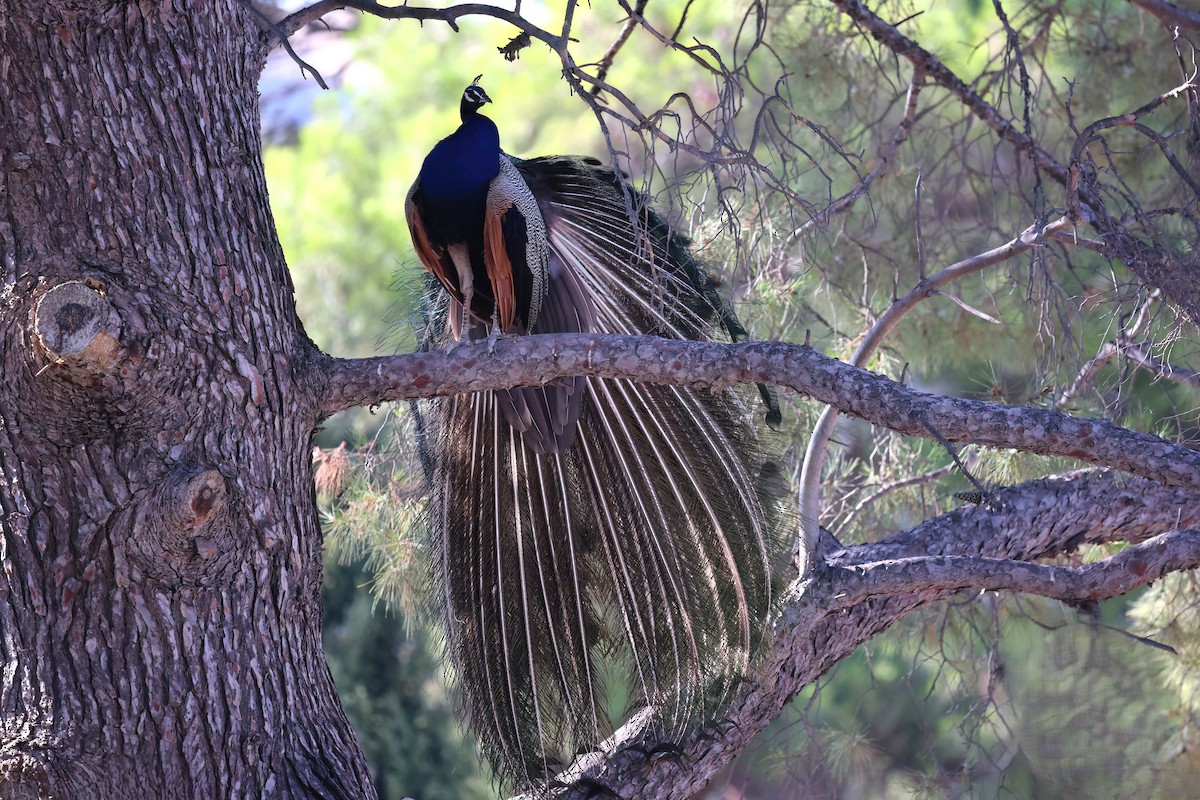 Indian Peafowl (Domestic type) - ML640411432
