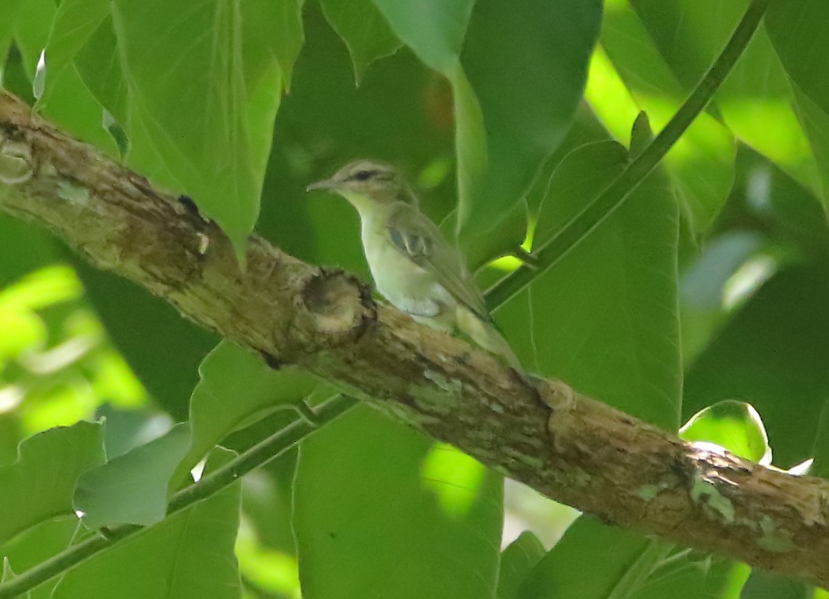 Black-whiskered Vireo - ML640411450
