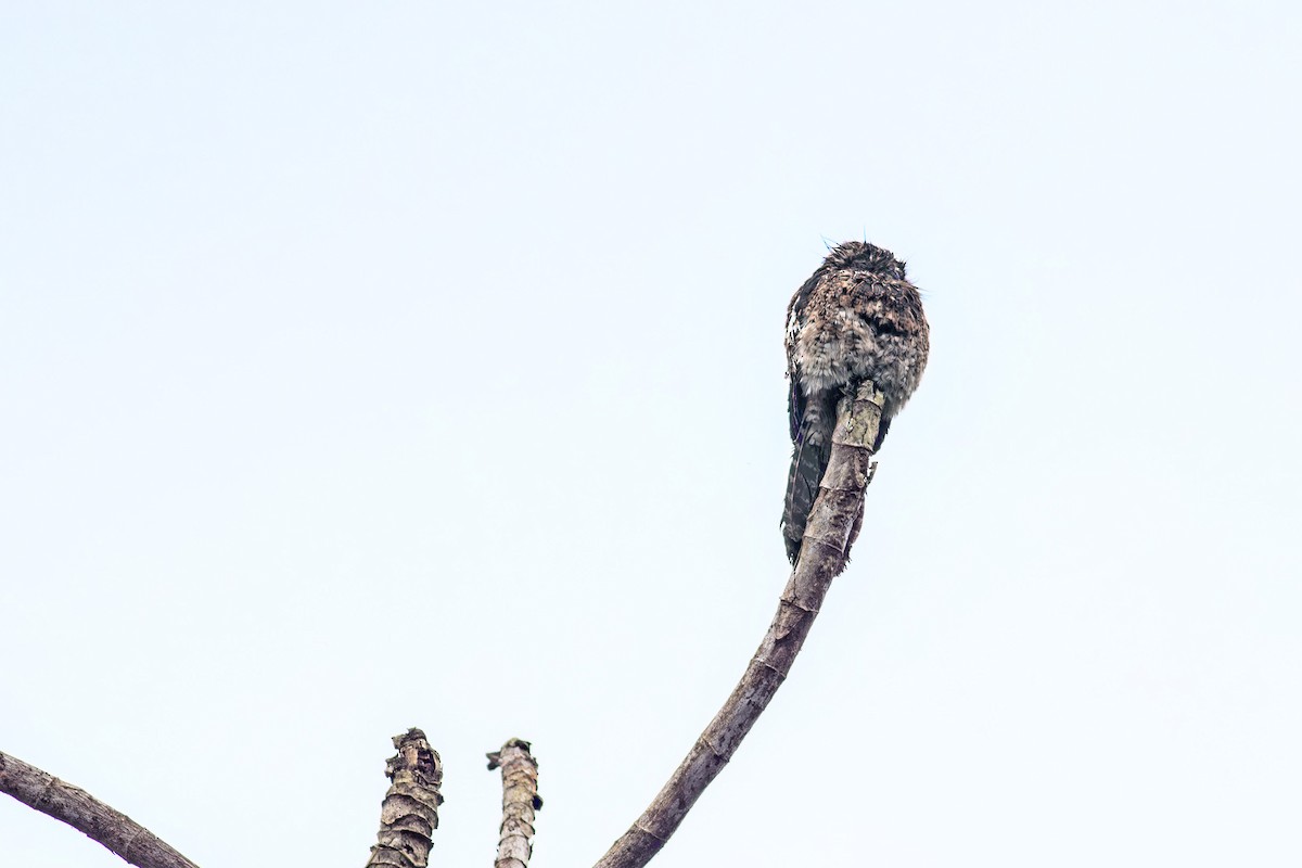 Andean Potoo - ML640411452