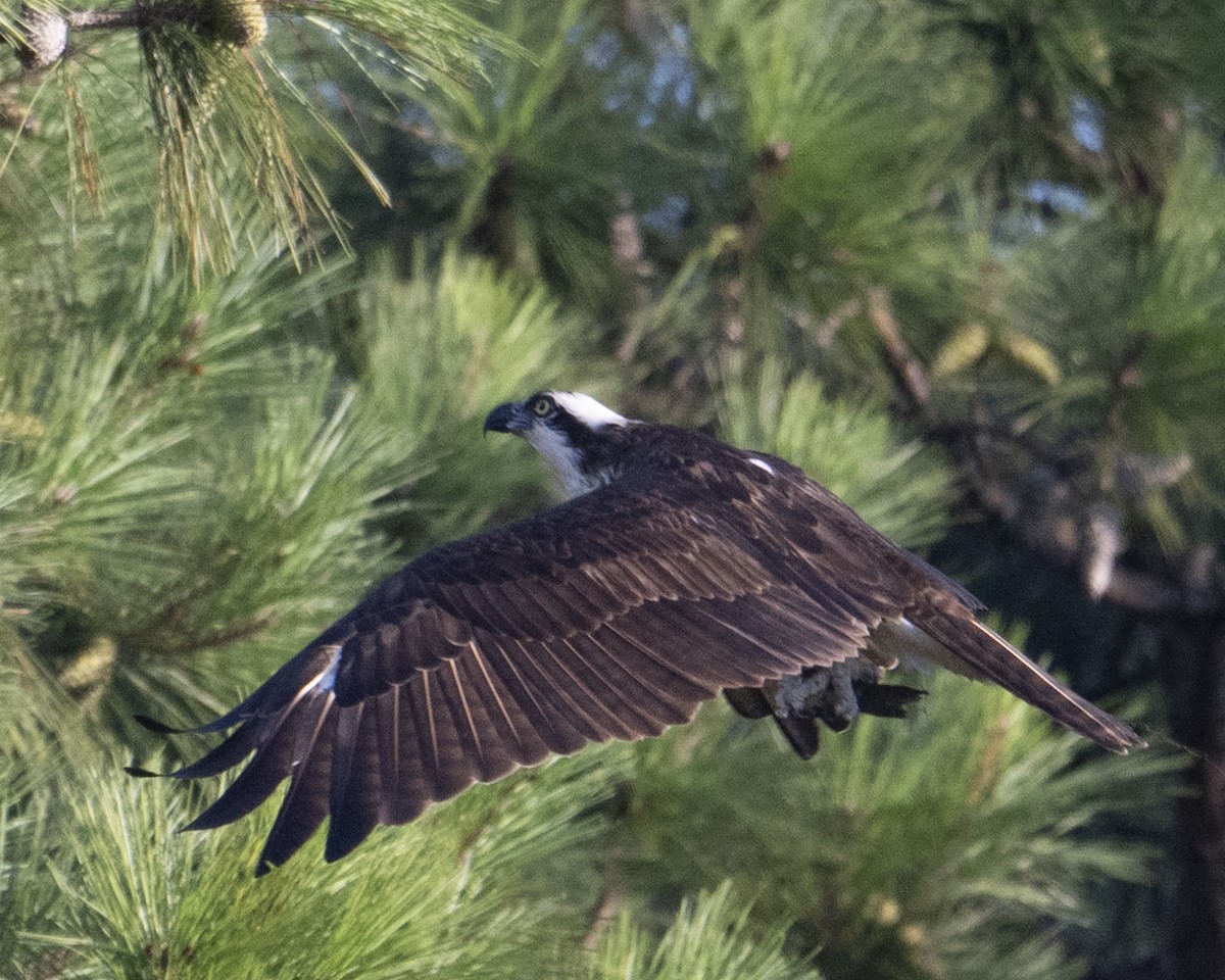 Osprey - ML640411471
