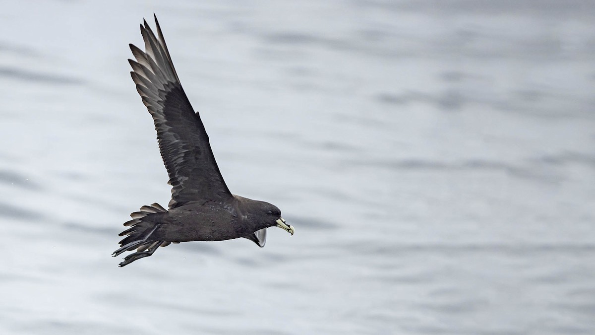 White-chinned Petrel - ML640411473