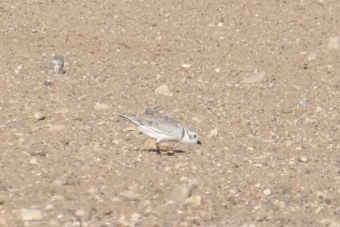 Пісочник жовтоногий - ML640411482