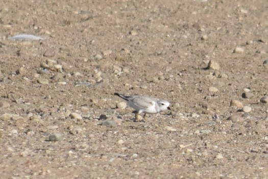 Пісочник жовтоногий - ML640411483