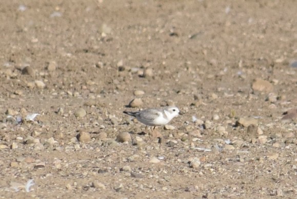 Пісочник жовтоногий - ML640411484