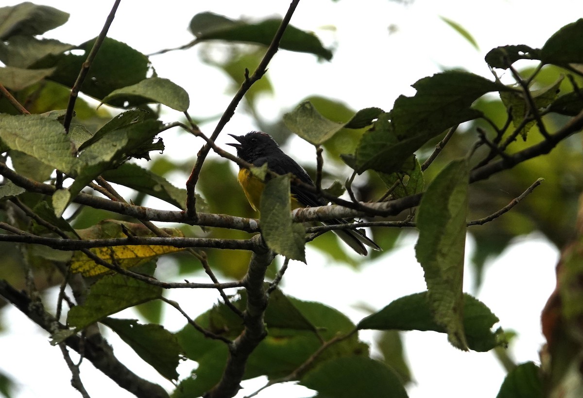 Slate-throated Redstart - ML640411492