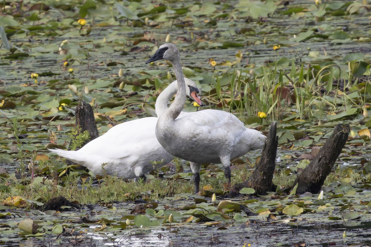 Trompeterschwan - ML640411503