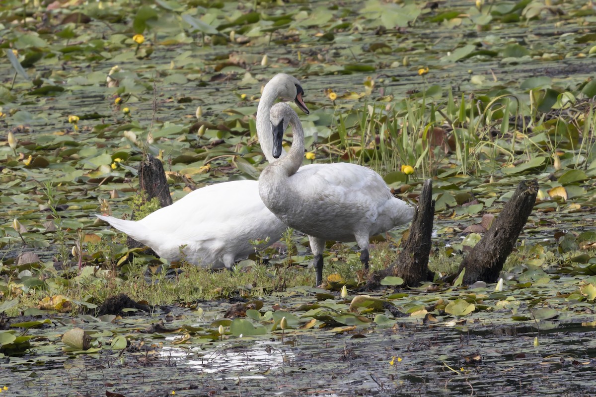 Trompeterschwan - ML640411504