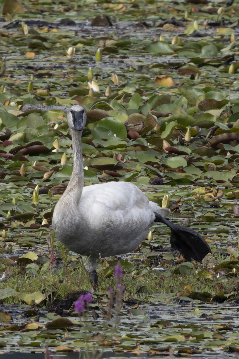 Trompeterschwan - ML640411505