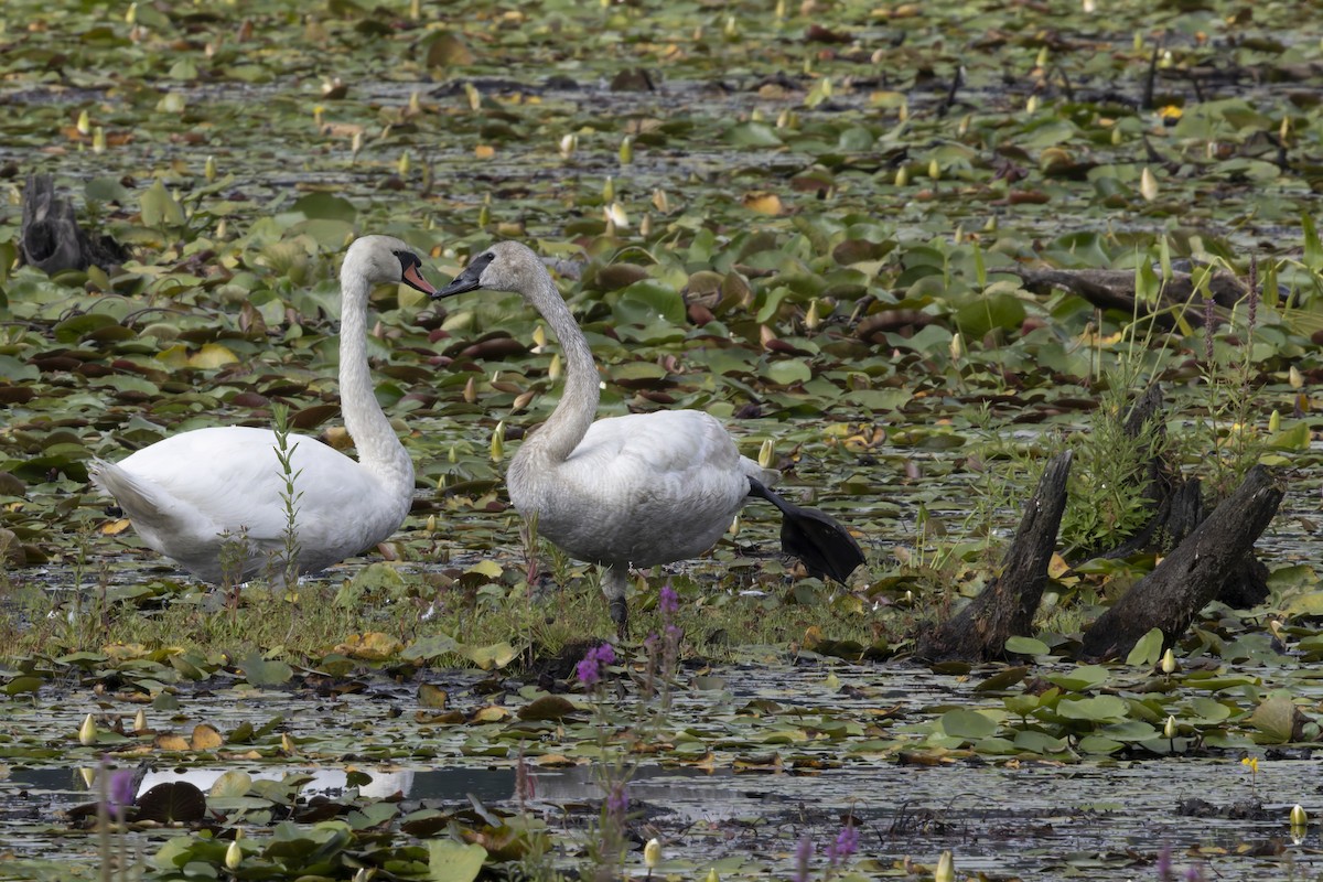 Trompeterschwan - ML640411506