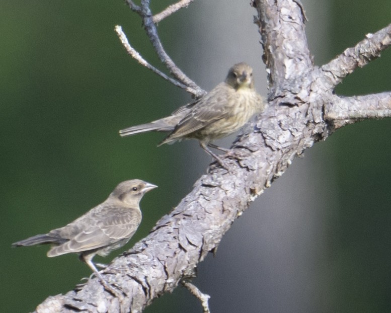 Brown-headed Cowbird - ML640411514