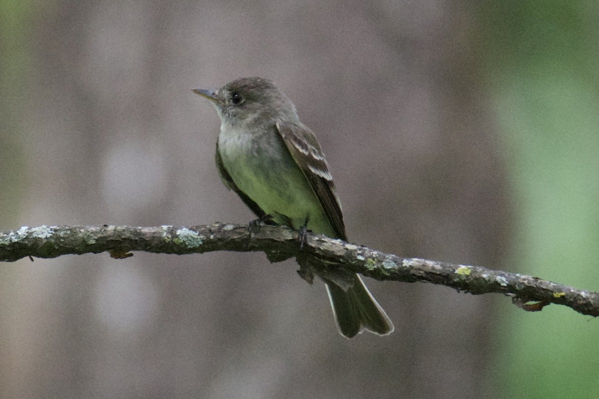 Eastern Wood-Pewee - ML640411554