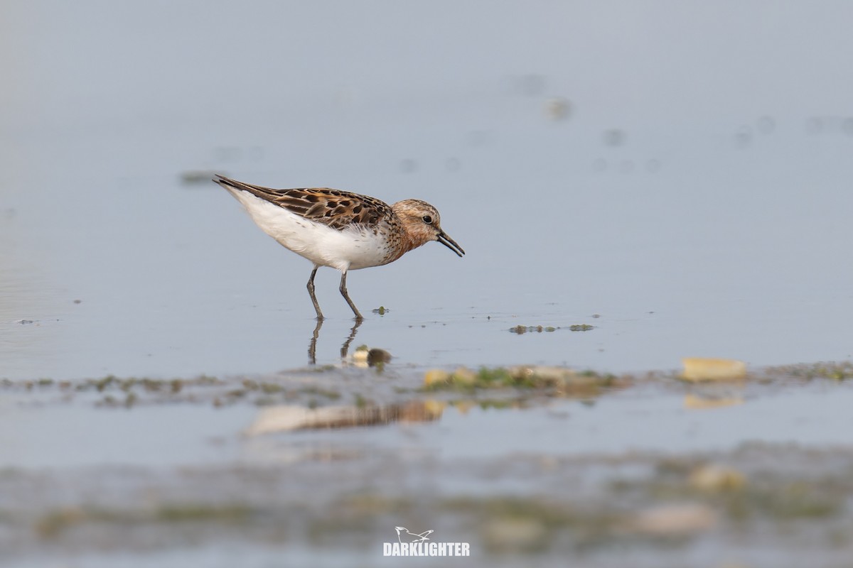 Red-necked Stint - ML640411555